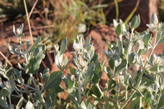 Leucosphaera bainesii