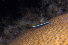 Elacatinus prochilos