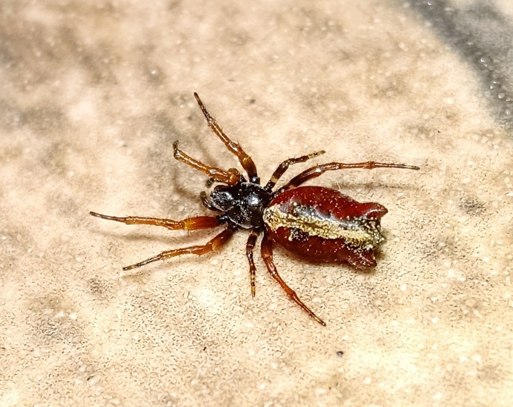 Cyclosa bifurcata