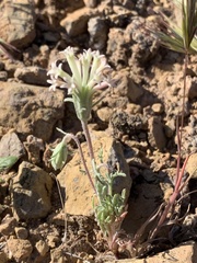 Chaenactis macrantha