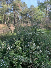 Rubus argutus