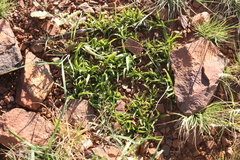 Xerophyta humilis