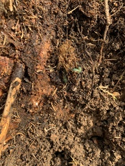 Aporrectodea smaragdina