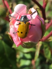 Lachnaia sexpunctata