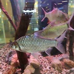 Barbonymus gonionotus