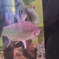 Barbonymus gonionotus