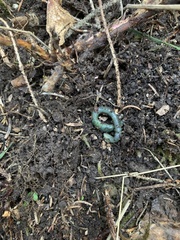 Aporrectodea smaragdina