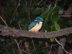 Alcedo semitorquata