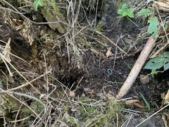 Aporrectodea smaragdina