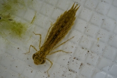 Anax parthenope julius