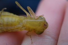 Anax parthenope julius