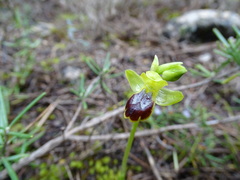 Ophrys fusca
