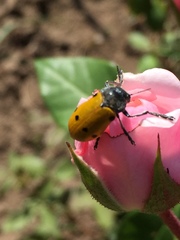 Lachnaia sexpunctata