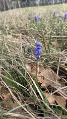 Muscari