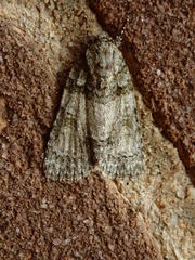 Acronicta retardata