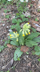 Primula veris