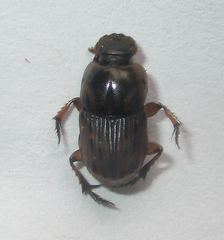 Oniticellus formosus