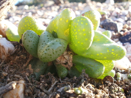 Diplosoma retroversum