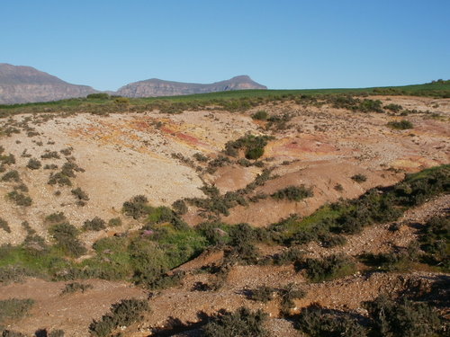 Diplosoma retroversum