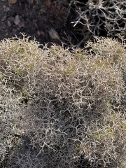 Eriogonum heermannii