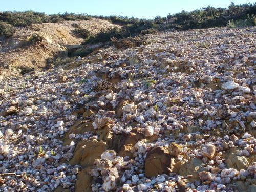 Diplosoma retroversum