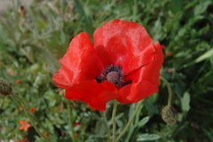 Papaver rhoeas