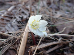 Eranthis tanhoensis