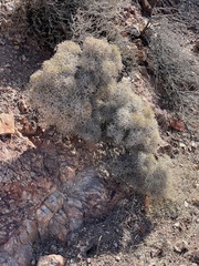 Eriogonum heermannii