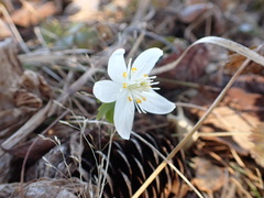 Eranthis tanhoensis