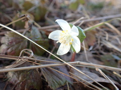 Eranthis tanhoensis