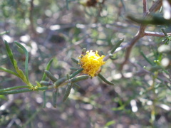 Marasmodes schlechteri