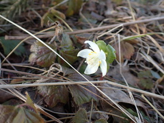Eranthis tanhoensis