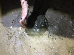 Limulus polyphemus