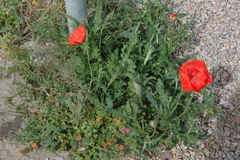 Papaver rhoeas