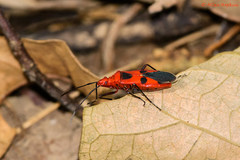 Dysdercus sanguinarius