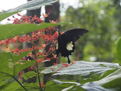Papilio iswara