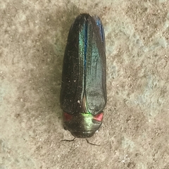 Belionota prasina