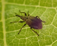 Trichopterapion