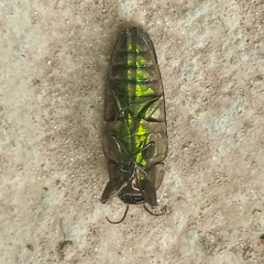 Belionota prasina
