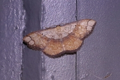 Pylargosceles steganioides