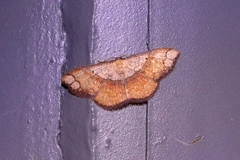 Pylargosceles steganioides