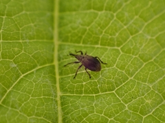 Trichopterapion