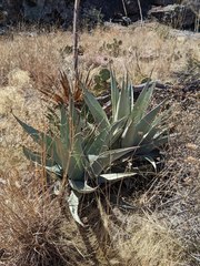 Agave × glomeruliflora