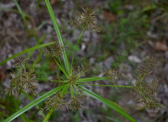 Cyperus distans