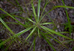 Cyperus distans