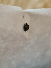 Dermestidae