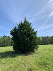 Cupressus × leylandii