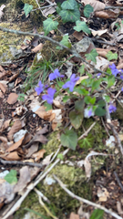 Viola