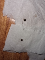 Dermestidae