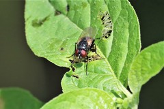 Hydrotaea chalcogaster